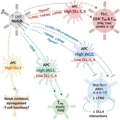 Specific Targeting of Notch Ligand-Receptor Interactions to Modulate Immune Responses: A Review of Clinical and Preclinical Findings